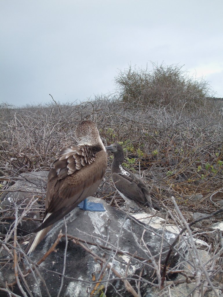 07-Blue-footed Booby with chick.jpg - Blue-footed Booby with chick